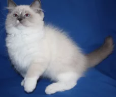 RAGDOLL koťátka
