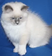 RAGDOLL koťátka