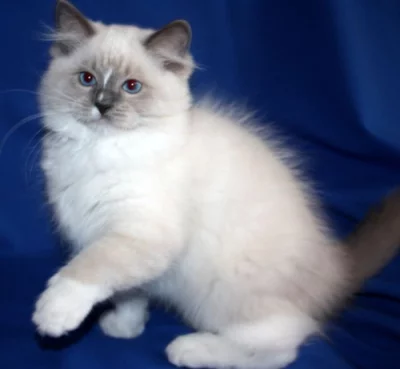 RAGDOLL koťátka
