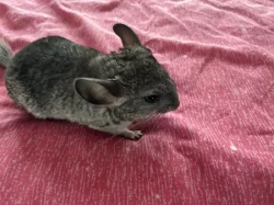 Prodám mládě činčily vlnaté