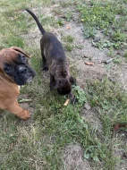 Německý boxer