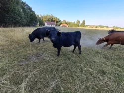 Březí jalovice Dexter