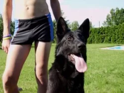 Německý ovčák štěńata