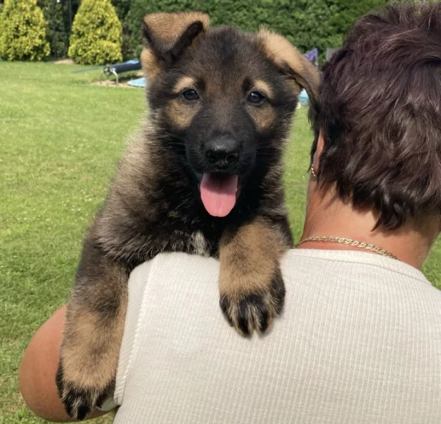 Německý ovčák štěńata