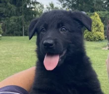 Německý ovčák štěńata