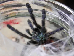Sklípkan Caribena (ex. Avicularia) versicolor