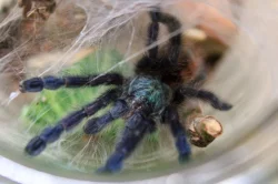 Sklípkan Caribena (ex. Avicularia) versicolor