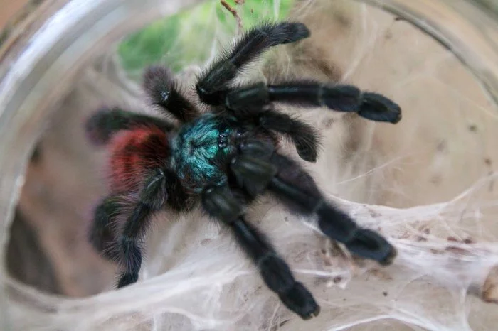 Sklípkan Caribena (ex. Avicularia) versicolor