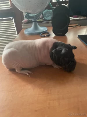Prodám skinny morčátka s vybavením