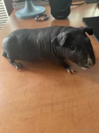 Prodám skinny morčátka s vybavením