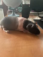 Prodám skinny morčátka s vybavením