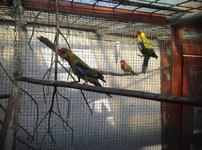 Prodam