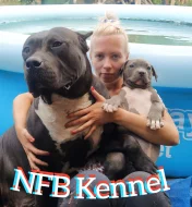 Štěňata American Bully XXL