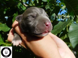 Štěňata American Bully XXL