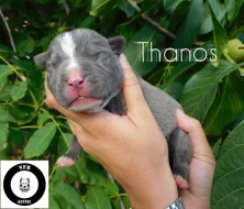 Štěňata American Bully XXL