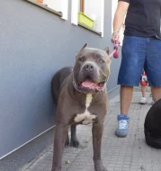 Štěňata American Bully XXL