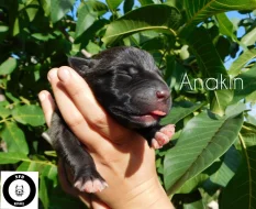 Štěňata American Bully XXL