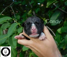 Štěňata American Bully XXL