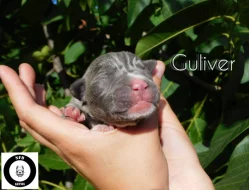 Štěňata American Bully XXL