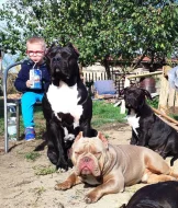 Štěňata American Bully XXL