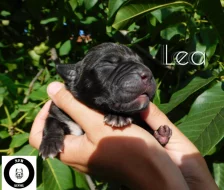 Štěňata American Bully XXL
