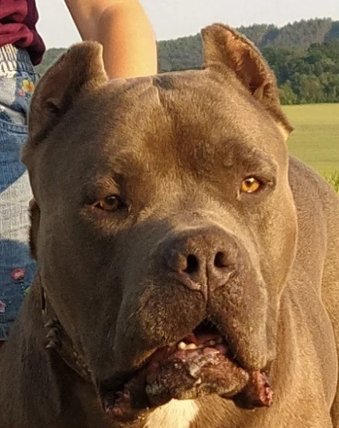 Štěňata American Bully XXL