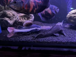 Akvaria a ryby