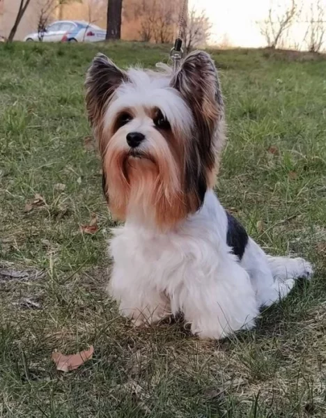 Prodám štěňata biewer yorkshire