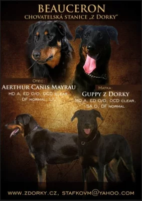 Beauceron - štěňátka s PP