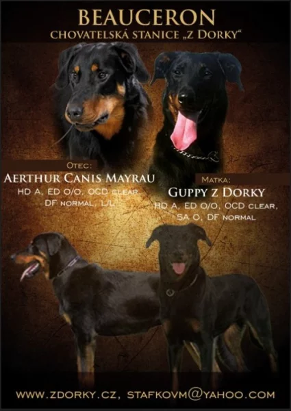 Beauceron - štěňátka s PP