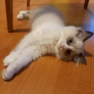 Ragdoll bez PP