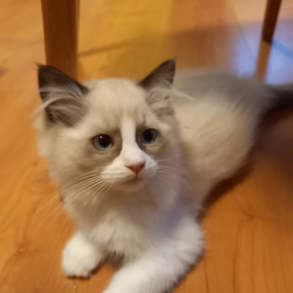 Ragdoll bez PP