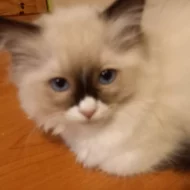 Ragdoll bez PP