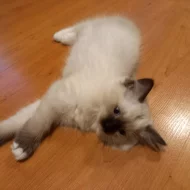 Ragdoll bez PP