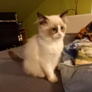 Ragdoll bez PP