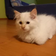 Ragdoll bez PP