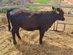 Jalovička dexter