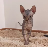 Koťata sphynx s PP