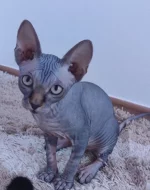 Koťata sphynx s PP