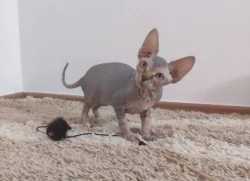 Koťata sphynx s PP