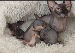 Koťata sphynx s PP