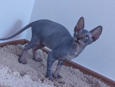 Koťata sphynx s PP