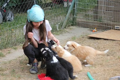 Border collie štěnata s PP