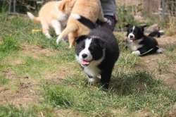 Border collie štěnata s PP