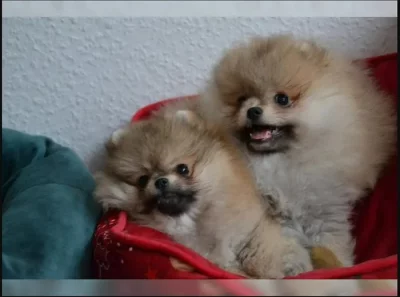 Německý špic trpasličí (Pomeranian)