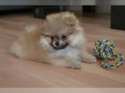 Německý špic trpasličí (Pomeranian)