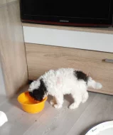Pudl toy a trpaličí, harlekýni