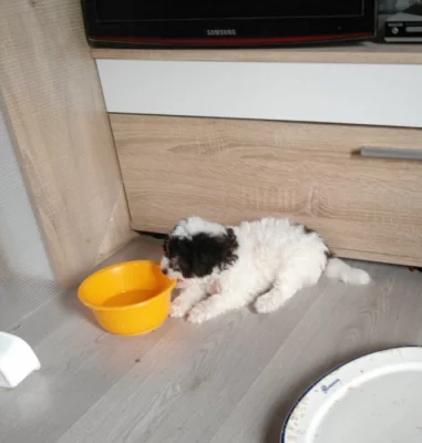 Pudl toy a trpaličí, harlekýni
