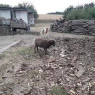 Prodám beránky a ovce Ouessanfské