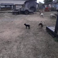 Prodám beránky a ovce Ouessanfské